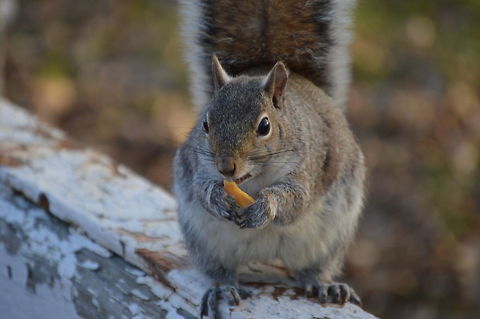 Squirrel Enjoying His Treat I snapped this photo of this super friendly squirrel eating pieces of a fortune cookie.  Eastern gray squirrel,Nature,Sciurus carolinensis,Squirrel,eating,wildlife