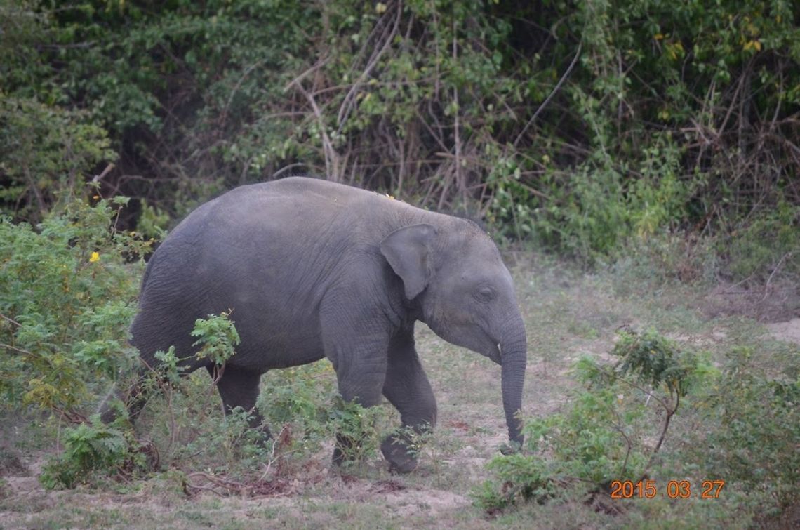 Sri Lankan elephant  Elephas maximus indicus,Elephas maximus maximus,Geotagged,Indian Elephant,Sri Lanka,Sri Lankan elephant