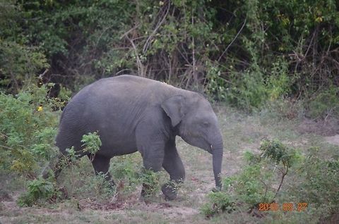 Sri Lankan elephant  Elephas maximus indicus,Elephas maximus maximus,Geotagged,Indian Elephant,Sri Lanka,Sri Lankan elephant