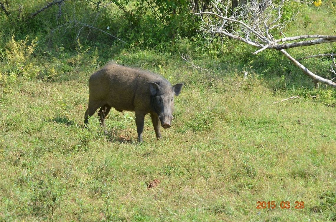 Wild Boar, Yala National Park, Sri Lanka  Indian boar,Sus scrofa cristatus