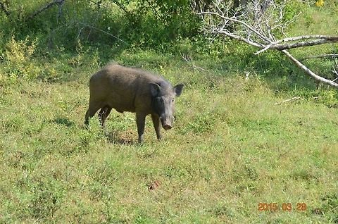 Wild Boar, Yala National Park, Sri Lanka  Indian boar,Sus scrofa cristatus