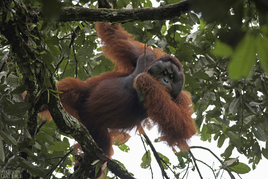 Wild Orangutan This is a wild orangutan from the Danum Valley in the heart of Sabah, in Malaysian Borneo. In just the past few decades, orangutans have lost most of their habitat throughout Southeast Asia due to conversion to oil palm plantation. Seeing this big male, complete with his well-developed cheek pads, was a rare treat. Bornean orangutan,Borneo,Danum Valley,Geotagged,Malaysia,Pongo pygmaeus,orangutan,rainforest
