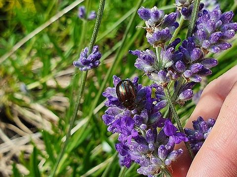 Rainbow Leaf beetle Saw this on the lavender and was mesmerised by the beautiful colours. Been way too long since I picked my camera up so batteries were dead, had to make do with phone camera (slacker lol)  Chrysolina cerealis