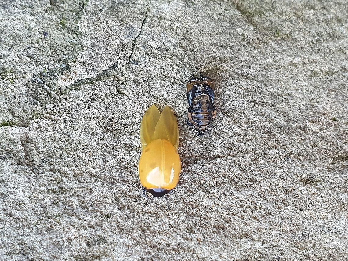 Freshly Molted Ladybird Saw this at the allotment, never seen one freshly molted before.  Coccinella septempunctata,Geotagged,Seven-spotted Lady Beetle,Summer,United Kingdom