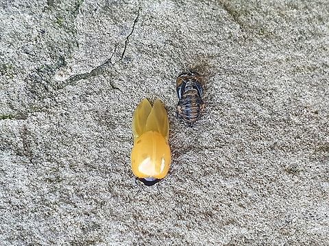Freshly Molted Ladybird Saw this at the allotment, never seen one freshly molted before.  Coccinella septempunctata,Geotagged,Seven-spotted Lady Beetle,Summer,United Kingdom