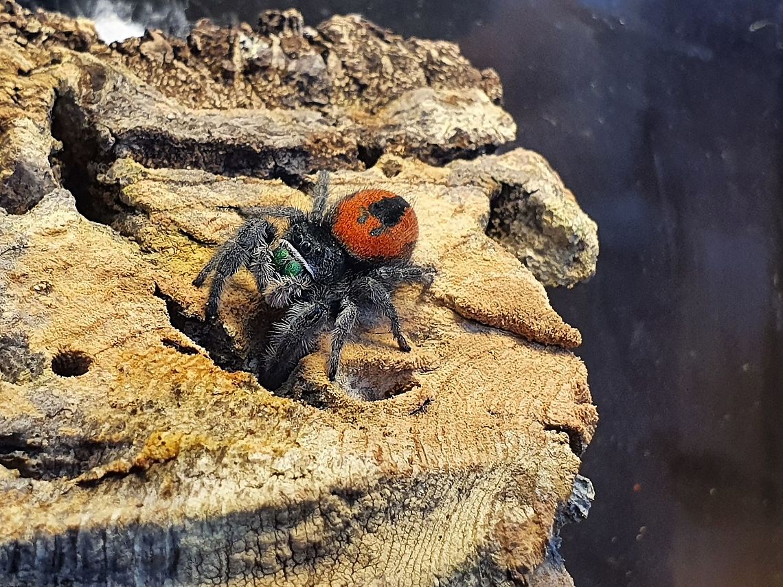 Lady Spoodington Here she is in all her glory - my phidippus carneus. She is bigger than I expected, especially when compared to &#039;Reggie&#039; the regal jumper.<br />
Good hunting - poor camera skills<br />
<section class="video"><iframe width="448" height="282" src="https://www.youtube-nocookie.com/embed/vMlwvEF73JY?hd=1&autoplay=0&rel=0" frameborder="0" allowfullscreen></iframe></section><br />
<br />
The hunt<br />
<section class="video"><iframe width="448" height="282" src="https://www.youtube-nocookie.com/embed/5pRcFUnY8aw?hd=1&autoplay=0&rel=0" frameborder="0" allowfullscreen></iframe></section><br />
 Non-native,Phidippus carneus,captive animal,phidippus carneus