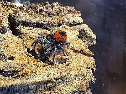 Lady Spoodington Here she is in all her glory - my phidippus carneus. She is bigger than I expected, especially when compared to 'Reggie' the regal jumper.
Good hunting - poor camera skills
https://youtu.be/vMlwvEF73JY

The hunt
https://youtu.be/5pRcFUnY8aw
 Non-native,Phidippus carneus,captive animal,phidippus carneus