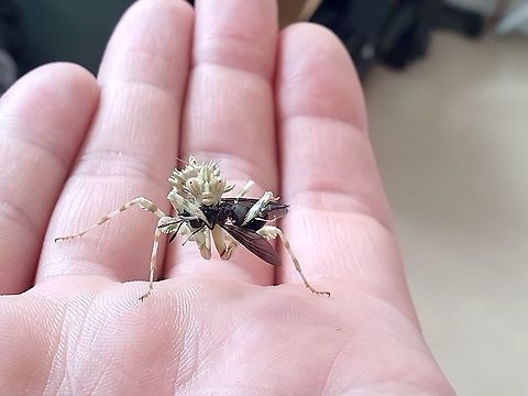 'Talitha' the Thistle Mantis An incredible creature - smaller than the Devil's flower mantis but with ALL of the attitude, very much looking forward to her molting. She is by far the most aggressive prey stalking mantis I've had the pleasure of looking after so far. Blepharopsis mendica,Non-native