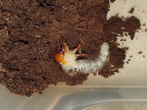 L3 Rainbow Stag Beetle  Non-native,Phalacrognathus muelleri