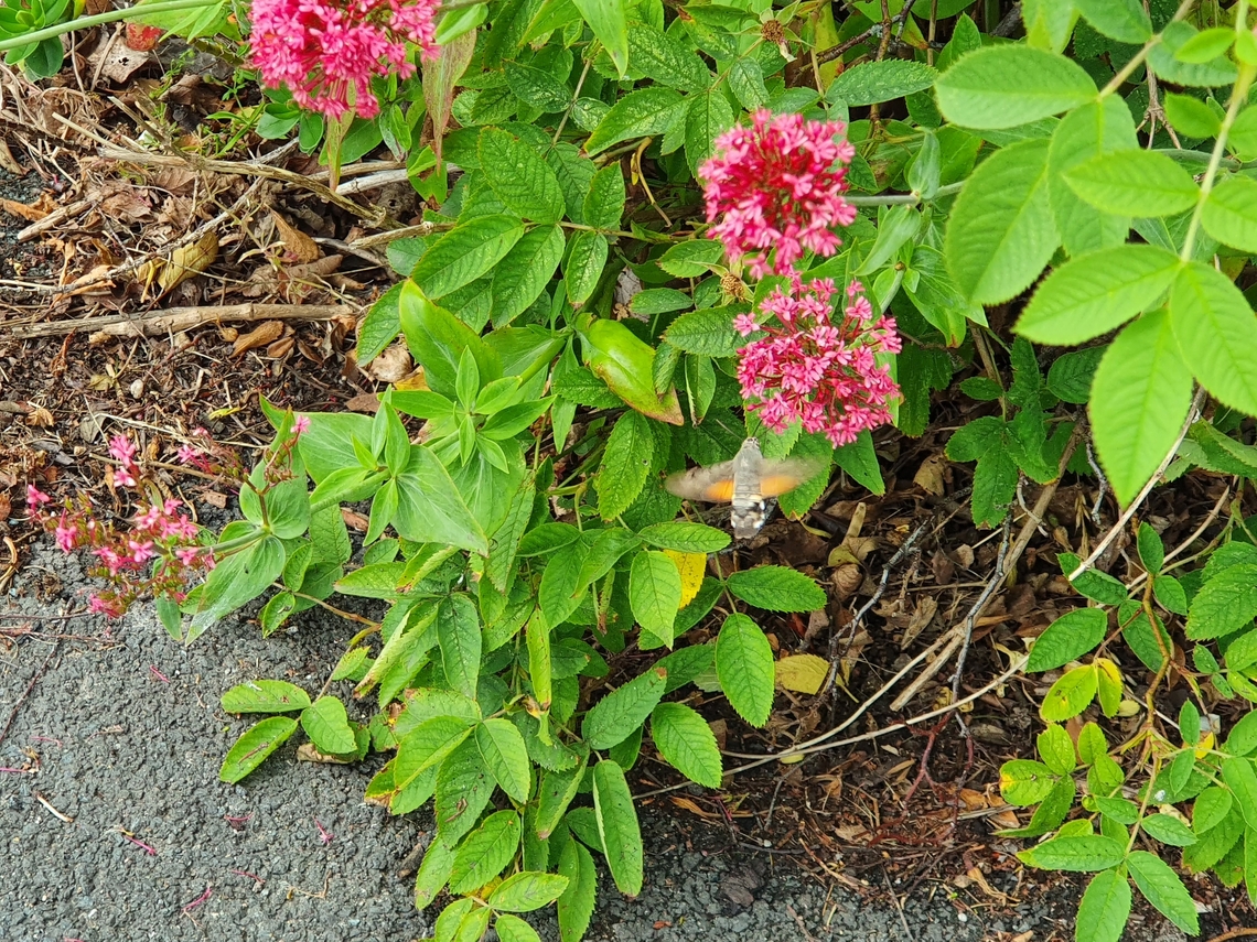 Hummingbird Hawk Moth (local) Was very surprised to see this at my local pharmacy. Unfortunately only had my phone camera with me so had to get a little creative to make up for the the less than high quality image.<br />
<br />
<section class="video"><iframe width="448" height="282" src="https://www.youtube-nocookie.com/embed/VmbR8nz-Gxs?hd=1&autoplay=0&rel=0" frameborder="0" allowfullscreen></iframe></section> Geotagged,Hummingbird hawk-moth,Macroglossum stellatarum,Summer,United Kingdom