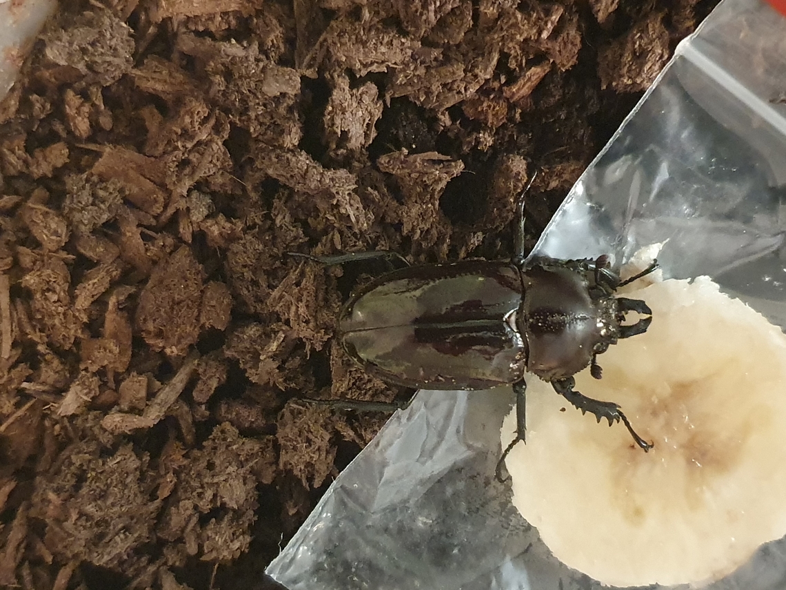 Grubby Grew Up Remember this (not so) little guy?<br />
<br />
<figure class="photo"><a href="https://www.jungledragon.com/image/118238/l3_rainbow_stag_beetle.html" title="L3 Rainbow Stag Beetle"><img src="https://s3.amazonaws.com/media.jungledragon.com/images/2488/118238_thumb.jpg?AWSAccessKeyId=05GMT0V3GWVNE7GGM1R2&Expires=1767225610&Signature=werbAJ6k8oEhZBnVmQEzEvC1I8c%3D" width="200" height="150" alt="L3 Rainbow Stag Beetle  Non-native,Phalacrognathus muelleri" /></a></figure><br />
<br />
Well he finally (I think it&#039;s a he) grew up and came out of the soil after many months underground! Tucking into bananna he seems happy and healthy, even if he didn&#039;t get the memo that he should have been more vivid colours!<br />
<br />
<section class="video"><iframe width="448" height="282" src="https://www.youtube-nocookie.com/embed/Lblkt0S8q8c?hd=1&autoplay=0&rel=0" frameborder="0" allowfullscreen></iframe></section> Non-native,Phalacrognathus muelleri,Rainbow Stag Beetle