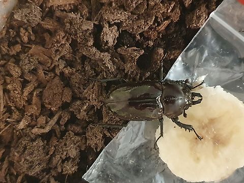 Grubby Grew Up Remember this (not so) little guy?

https://www.jungledragon.com/image/118238/l3_rainbow_stag_beetle.html

Well he finally (I think it's a he) grew up and came out of the soil after many months underground! Tucking into bananna he seems happy and healthy, even if he didn't get the memo that he should have been more vivid colours!

https://www.youtube.com/watch?v=Lblkt0S8q8c Non-native,Phalacrognathus muelleri,Rainbow Stag Beetle