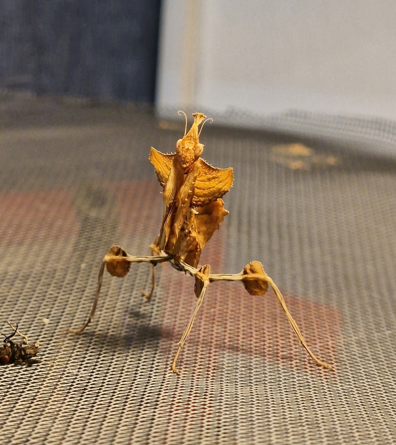 Idolomantis diabolica - Devil's Flower Mantis I think an L4 Devil's Flower Mantis. I've named this little lady 'Dionne'. She's known as the hardest of the mantis species to keep in captivity due to the challenging temp/humidity/airflow requirements. They also suffer greatly from stress in a busy environment or been handled too much. They only eat flies also and seem to be strictly sit and wait predators rather than other mantis species which I've had the pleasure of keeping which will happily chase their food down. <br />
<br />
Fascinating creature, can't wait to get her to adulthood and see her colours emerge. This species are known for their elaborate threat display - something I am pleased I've not seen since I've had her (at L2), must mean she isn't stressed! Devils flower mantis,Idolomantis diabolica,Non-native,captive