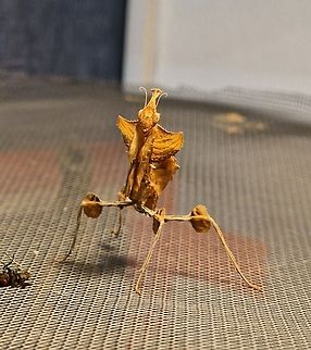 Idolomantis diabolica - Devil's Flower Mantis I think an L4 Devil's Flower Mantis. I've named this little lady 'Dionne'. She's known as the hardest of the mantis species to keep in captivity due to the challenging temp/humidity/airflow requirements. They also suffer greatly from stress in a busy environment or been handled too much. They only eat flies also and seem to be strictly sit and wait predators rather than other mantis species which I've had the pleasure of keeping which will happily chase their food down. 

Fascinating creature, can't wait to get her to adulthood and see her colours emerge. This species are known for their elaborate threat display - something I am pleased I've not seen since I've had her (at L2), must mean she isn't stressed! Devils flower mantis,Idolomantis diabolica,Non-native,captive