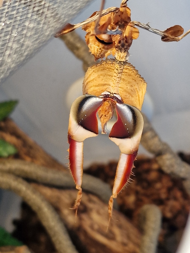 Threat Display This is what happens when you move the enclosure of a Devil&#039;s Flower Mantis - one of the largest mantis species which seemingly has it&#039;s threat display on a hair trigger...<br />
(Re-uploaded due to thumbnail issue - <a href="https://www.jungledragon.com/forum/2/campfire/916/instructions_regarding_image_rotation_issues.html)" rel="nofollow">https://www.jungledragon.com/forum/2/campfire/916/instructions_regarding_image_rotation_issues.html)</a> Giant Devil's Flower Mantis,Idolomantis diabolica,Non-native,captive