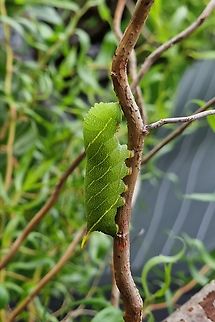 A hungry caterpillar Eyed Hawk Moth Caterpillar chomping down on Willow in the garden. Never seen one of these before (only an elephant hawk moth caterpillar) so it is more than welcome to stay as long as it likes.

https://youtube.com/shorts/U7fSv8s_JZE?feature=share Eyed hawk-moth,Smerinthus ocellatus,Smirinthus ocellata