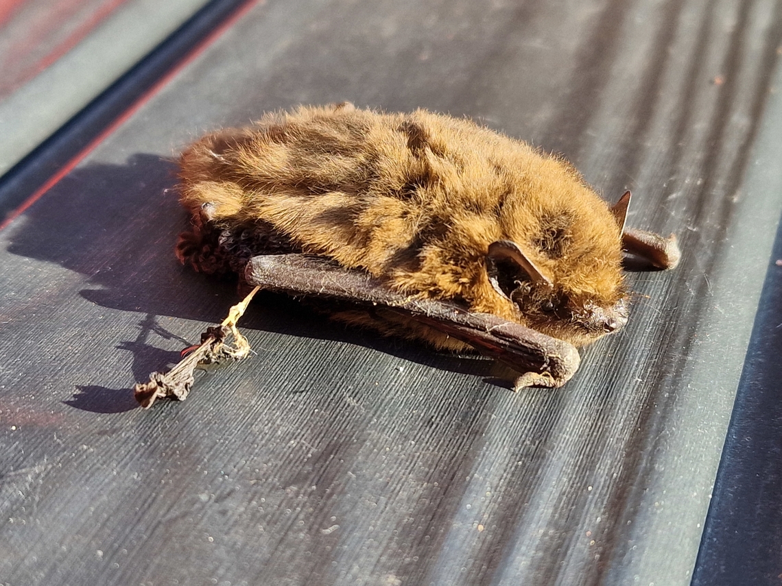 Poorly Pipistrelle Found this under a solar panel this afternoon, poor thing must have been attacked by something and found somewhere in the shade to shelter. I took it to the vets but I don't think the prognosis will be good (although I'm hoping I'm wrong) as one wing had the skin missing between the bones so it couldn't fly. Poor little thing.  Common pipistrelle,Pipistrellus pipistrellus