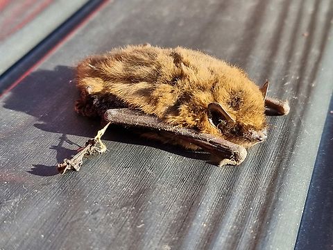 Common pipistrelle
