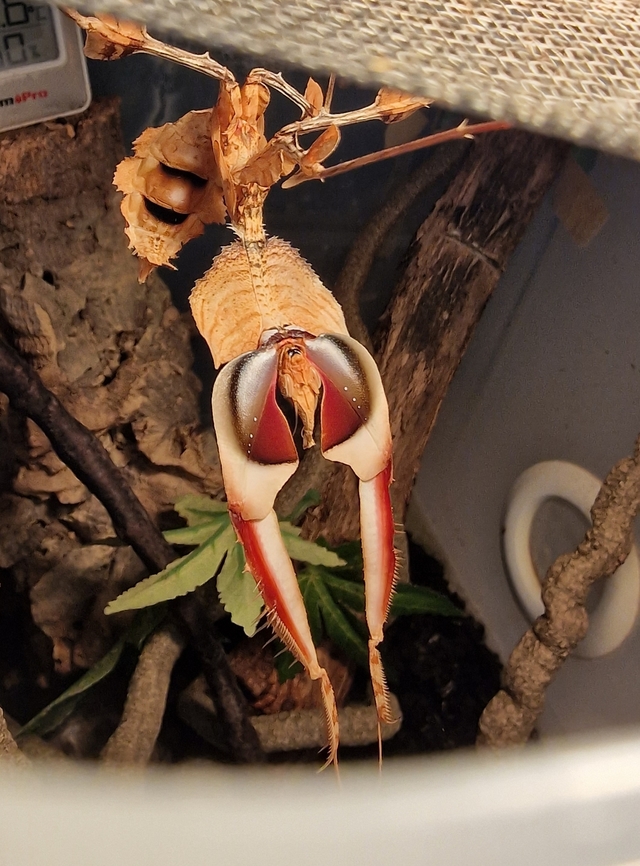 Threat Display Sub adult Devil's Flower Mantis threat display while I was moving her accessories around now she's freshly molted (well, 2 days ago). She's definitely a big girl with a big appetite, very skittish though unlike other species.<br />
<br />
Still, she's doing well and healthy, 1 more molt to go!  Giant Devil's Flower Mantis,Idolomantis diabolica,Non-native