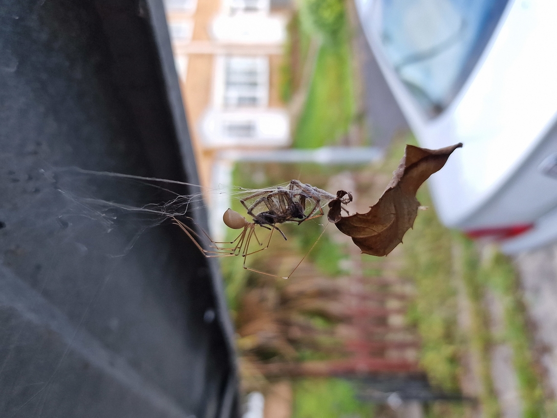 Big meal I won&#039;t underestimate these thin legged spiders again after seeing what it caught and is eating in my garage. It&#039;s abdomen looks set to burst!  Pholcus phalangioides
