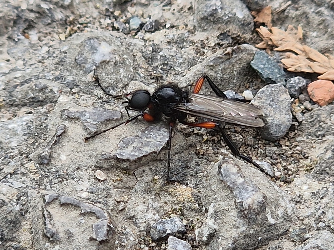 Dioctria oelandica I think that&#039;s the right species but more than happy to be corrected.  Dioctria oelandica