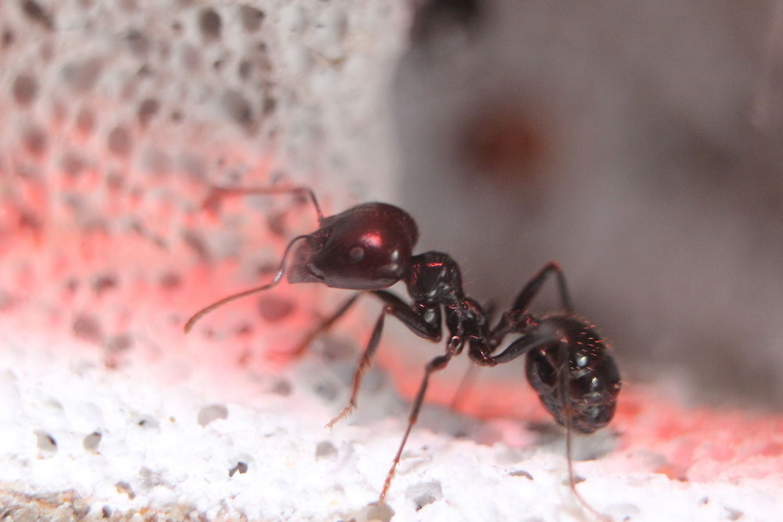 Messor Barbarus Worker One of the 400+ workers in my messor barbarus colony. Ants,Macro,Messor Barbarus,Messor barbarus