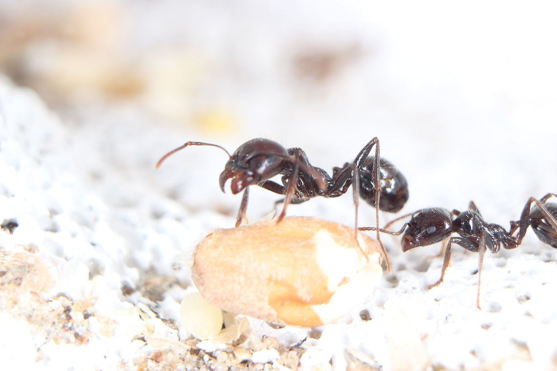 2 Messor Barbarus workers eye up a seed. My harvester ants stockpiling seeds for the winter (although they do this all year round). The major workers crack the hard outer seed casings and smaller workers chew the seeds up and make what's known as 'ant bread' with it to feed the colony. There's quite a diverse range of size between the workers - many people assume the larger ants are soldiers but this species does not have a soldier caste. Ants,Messor Barbarus,Messor barbarus,seeds