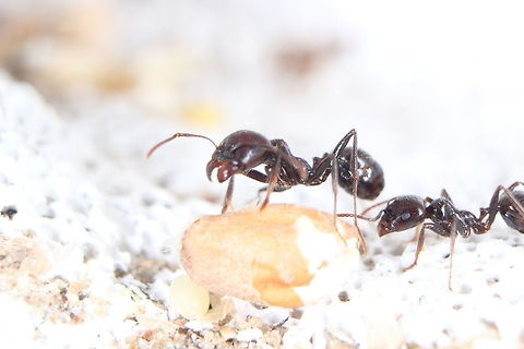 2 Messor Barbarus workers eye up a seed. My harvester ants stockpiling seeds for the winter (although they do this all year round). The major workers crack the hard outer seed casings and smaller workers chew the seeds up and make what's known as 'ant bread' with it to feed the colony. There's quite a diverse range of size between the workers - many people assume the larger ants are soldiers but this species does not have a soldier caste. Ants,Messor Barbarus,Messor barbarus,seeds