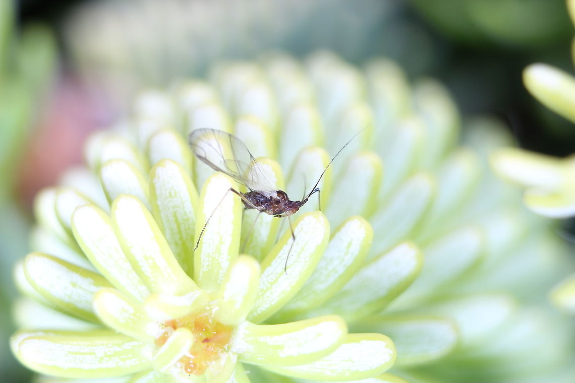 A small black fly on a plant