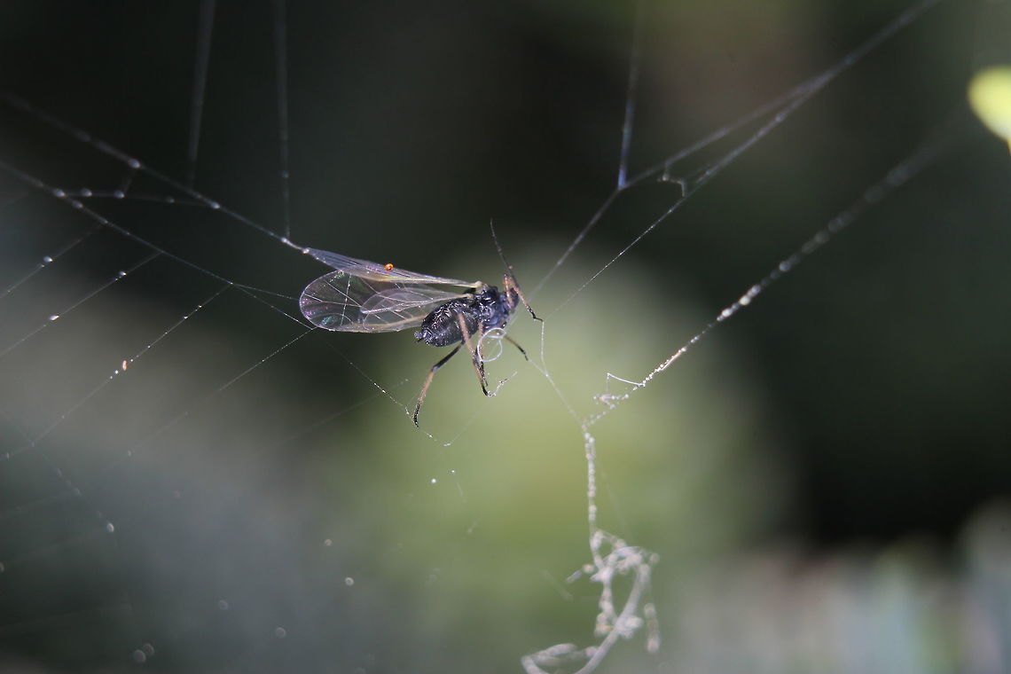A spider's lunch! Some kind of fly caught in a spider&#039;s web.