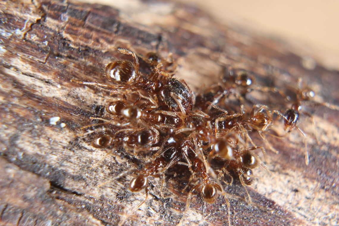 Pheidole Pallidula with honey I like to treat the ladies every once in a while to some honey - they love it! You can see with this species the difference in size between the workers and the soldiers. This is one of the few ant species that do have a dedicated soldier caste. These ants are around 2-3mm in size, very small indeed! Ants,Pheidole pallidula