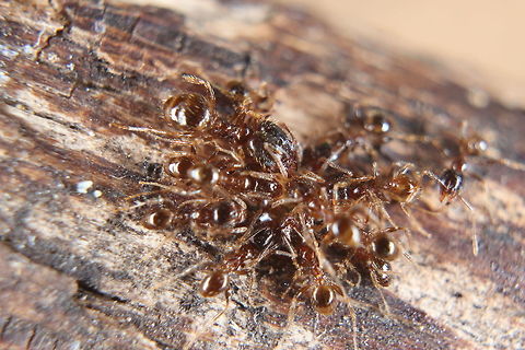 Pheidole Pallidula with honey I like to treat the ladies every once in a while to some honey - they love it! You can see with this species the difference in size between the workers and the soldiers. This is one of the few ant species that do have a dedicated soldier caste. These ants are around 2-3mm in size, very small indeed! Ants,Pheidole pallidula
