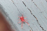 Spider mite This was the hardest thing to capture so far. Fast and clearly had no idea where it was going! That and it was tiny... Tetranychus urticae