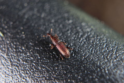 Bug.. Not sure what this is, I liked the colour and texture of it though...