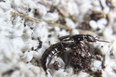 Rove beetle.  Coleoptera,Rove beetle,Staphylinidae