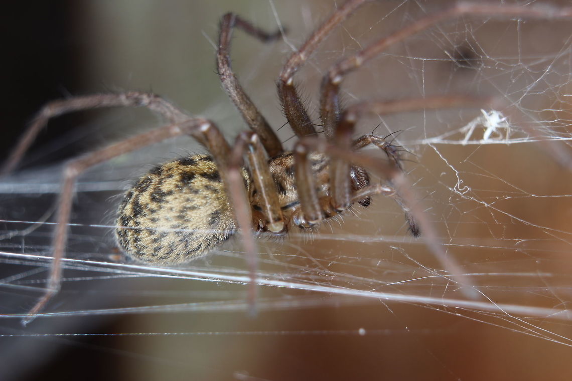 Spider I liked it&#039;s colourings on the abdomen... Spider,Tegenaria domestica,tegenaria domestica