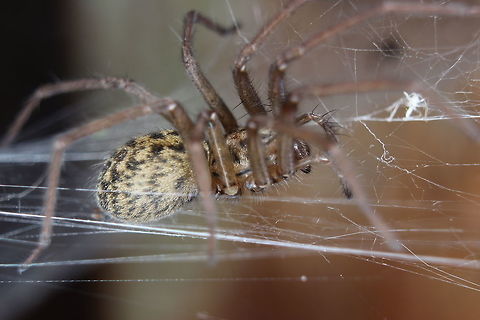 Spider I liked it's colourings on the abdomen... Spider,Tegenaria domestica,tegenaria domestica