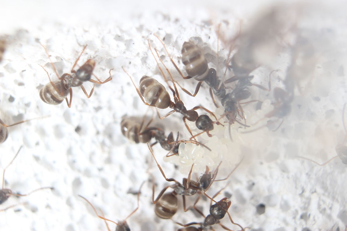 Tapinoma Nigerrimum (possibly) My colony of Tapinoma nigerrimum with their brood. I randomly received this colony instead of Manica Rubida so I have very little idea what they actually are. I'd guess they are either Tapinoma nigerrimum or possibly Camponotus foreli Tapinoma nigerrimum