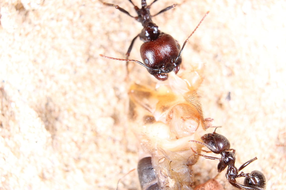 Messor Barbarus feeding time Eating a rather disgusting looking cricket. Messor barbarus