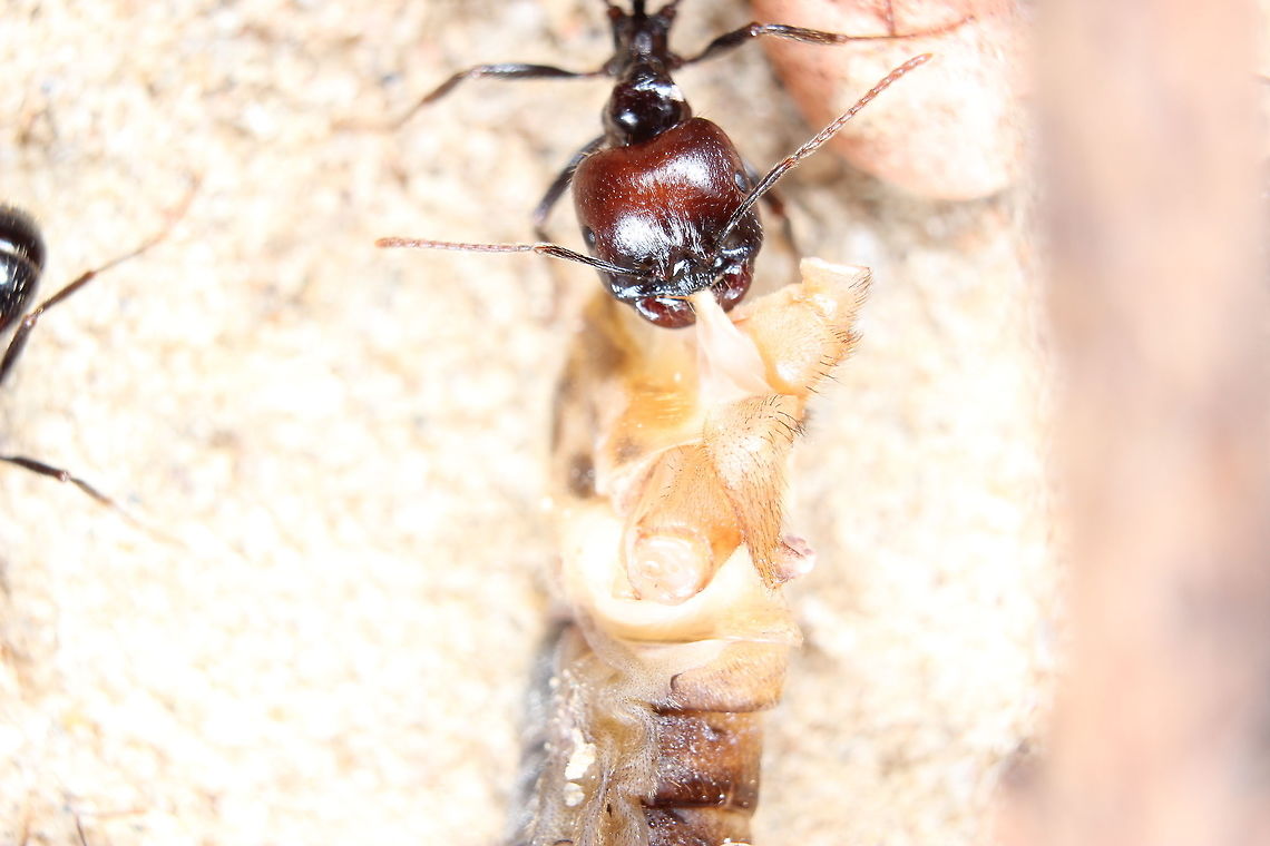 Smile for the camera! More in focus shot of the Messor Barbarus worker pulling part of a cricket towards the nest. Messor Barbarus,Messor barbarus