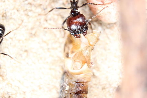 Smile for the camera! More in focus shot of the Messor Barbarus worker pulling part of a cricket towards the nest. Messor Barbarus,Messor barbarus