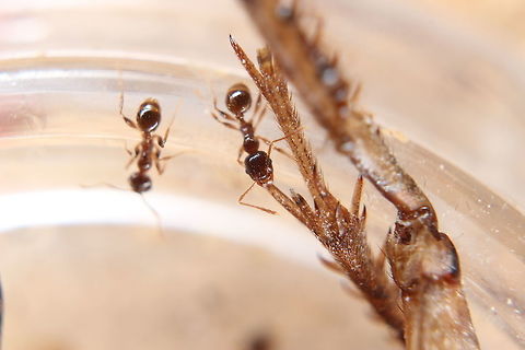 Pheidole Pallidula feeding time Chowing down on a cricket leg. They may be small but out of all the colonies I have, they have the most menacing looking mandibles! Pheidole pallidula