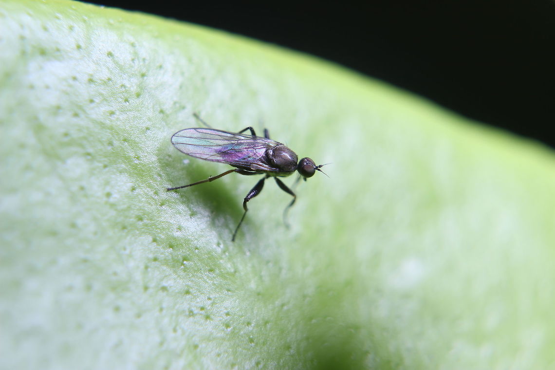 Fly on a buddleia  Buddleia