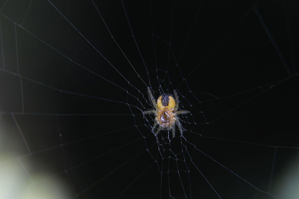 Little spider Why oh why am I drawn to the smallest bugs? :) Not sure what spider this is, pretty colours though. Araneus diadematus,European garden spider