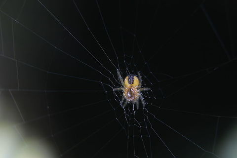 Little spider Why oh why am I drawn to the smallest bugs? :) Not sure what spider this is, pretty colours though. Araneus diadematus,European garden spider