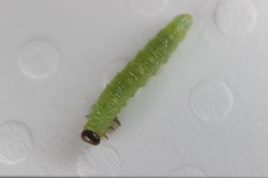 "Argh - a worm!" Is what my partner said when it was on her arm. Looks like it came in off the washing :) sawfly larvae