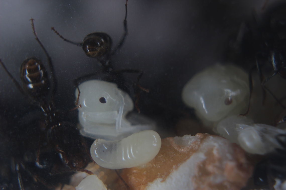 Messor Barbarus "doll" This is one of the MANY Messor Barbarus dolls (egg &gt; larvae &gt; doll &gt; developed ant) that is currently in my colony. As you can see, they are white and rubbery looking but as they develop, the chitin hardens and gets darker.<br />
<br />
In the foreground is one of the lesser developed larvae. They have a single opening at the thin end in which the nursery worker ants feed them by. During these early stages of development - the ants require lots of quality proteins. Without this, they do not grow to be big and strong and end up looking all spindly - such as any of the first ants (nanites) from a new queen - especially fully claustral Queens. Messor barbarus,brood