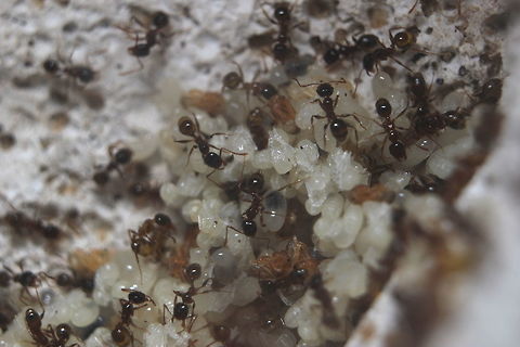 Massive pile of brood Lots of new ants - varying stages of development here. Looks like the colony is going to expand quite a significant amount in the next few weeks! Pheidole pallidula