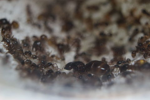 Her Royal Highness... The Pheidole Pallidula Queen. A rare shot of her roaming the nest area. Usually she is tucked away and surrounded by her daughters. She is approximately 7mm in length. Pheidole pallidula