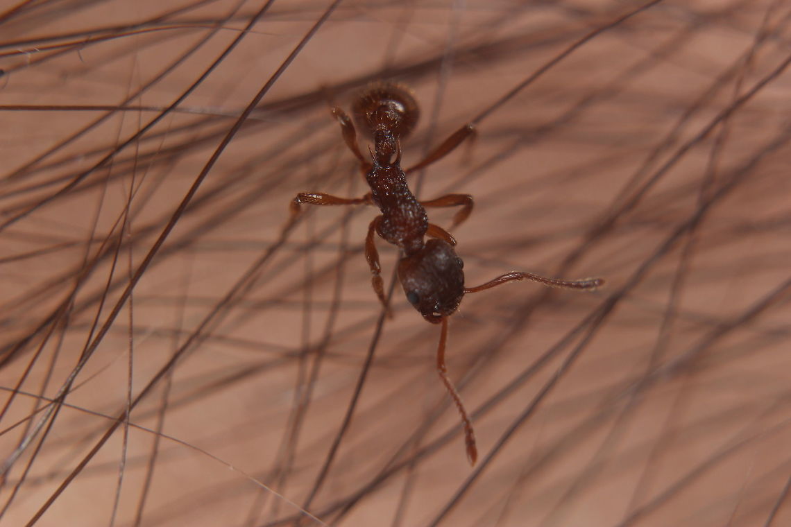 Myrmica Rubra Saw this little lady and thought I'd get a snap of her. She was happy sitting on my arm for the photo shoot. Unfortunately you cannot see it in this photo, in common with all ants that have a 2-segmented waist, these ants have a sting.<br />
The sting is less painful than a nettle (she stung me as I tried moving her off my arm) although their cousins "Manica Rubida" are larger and have a more potent sting - more akin to a wasp apparently. They come from Southern Europe. This one was found in my back garden :) Myrmica rubra